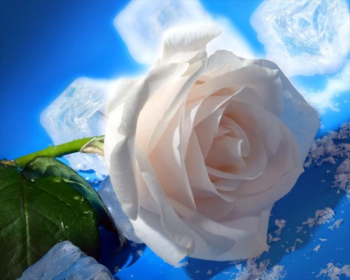 róże - whiterose-1280.jpg