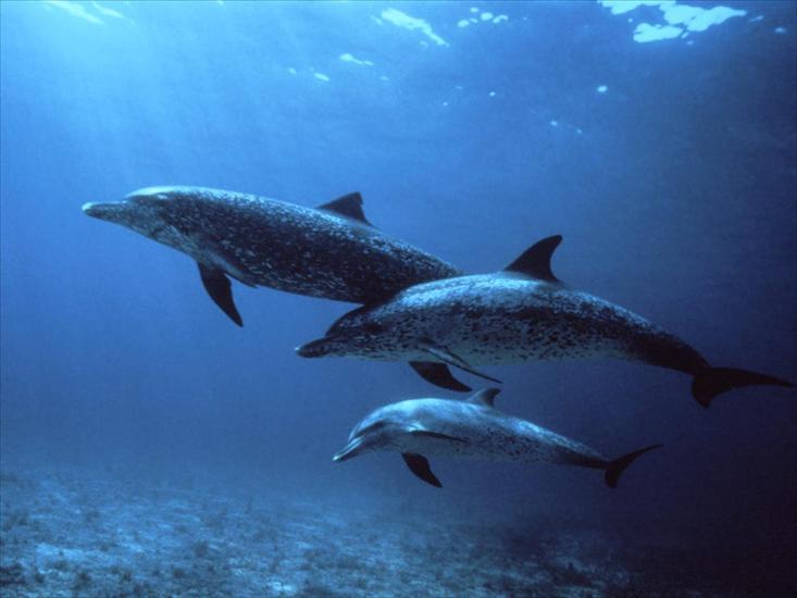 Piekno swiata wodnego i podwodnego - Spotted Dolphins, Bahamas.jpg