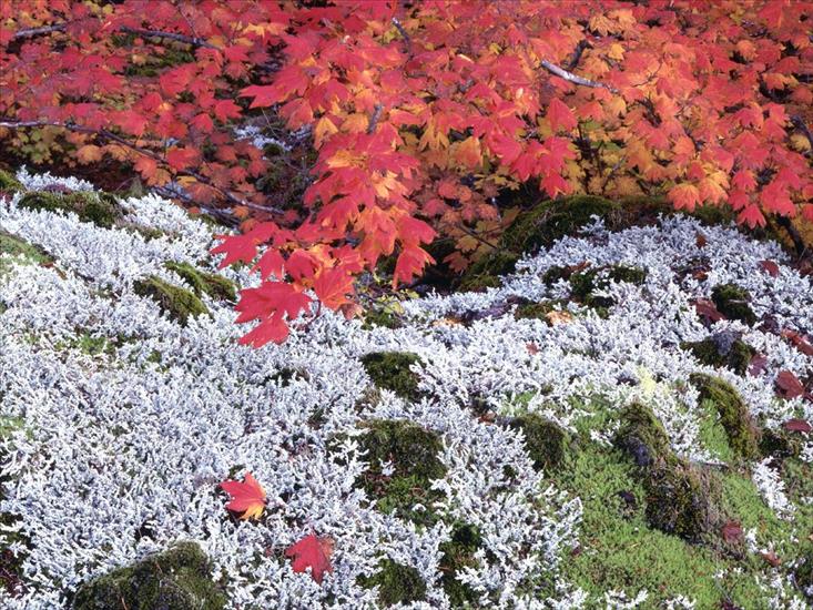 Złota Jesień - Autumn Vine Maple and Lichens - 1600x1200 - ID 3.jpg