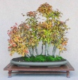 bonsai  lasy-   - 081434bonsai20.jpg
