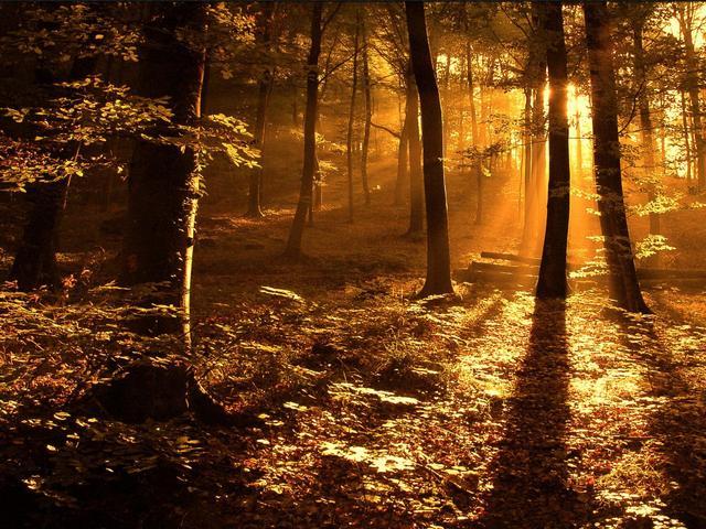 Bajkowa kraina - Autumn_Forest_in_the_Sun.jpg