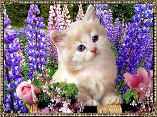 milutkie zwierzaki - kotek w kwiatach.jpg