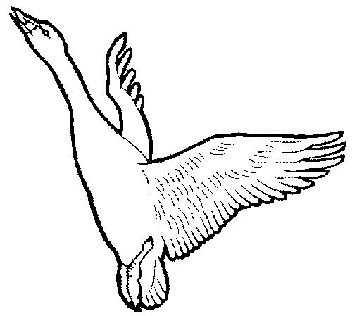 Ptaki - Ptaki - 02.jpg