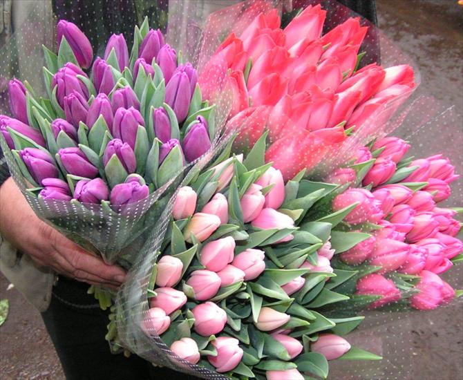 Kwiaty - Tulipany-peczki.JPG