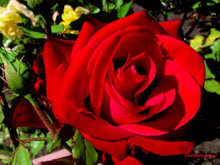 róże - love_flower-1024-22.jpg