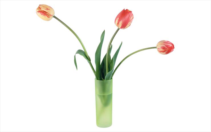 Tulipany - tulipany20.jpg