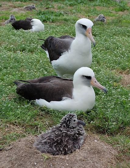 Albatrosy - Albatrosy_Laysan_pair_and_chick.jpg