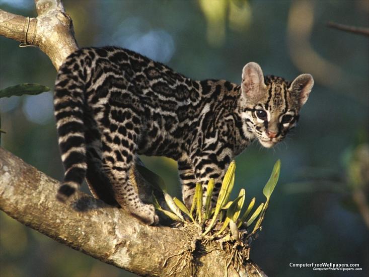 Krajobrazy i inne - Portrait of a Wild Margay Kitten, Costa Rica.jpg