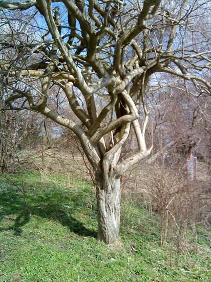 gify drzewa - MOJE ZDJĘCIA 159.jpg