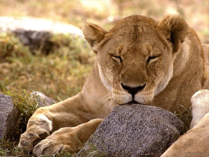 Tapety Animal - African Lion, Serengeti, Africa1.jpg