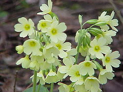 gatunki - pierwiosnek wyniosły Primula_elatior.jpg