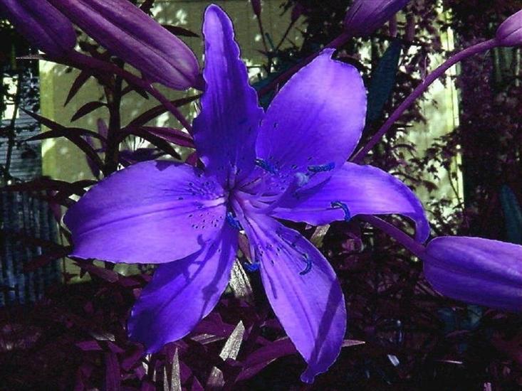 Różne kwiaty niebieskie - anqmnas2.jpg