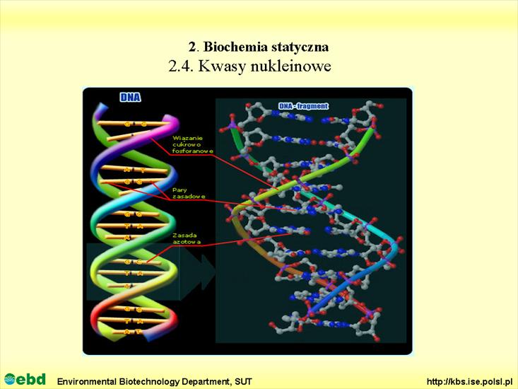 BIOCHEMIA 2 - biochemia statyczna - Slajd60.TIF