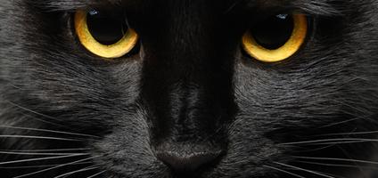Galeria - black-cat-eyes-close-up.jpg
