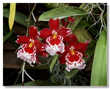 Kwiaty - różne - Orchidee009.JPG