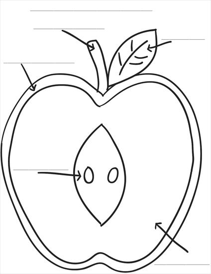 owoce - jabłko3.JPG
