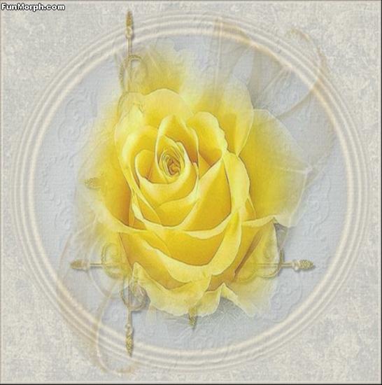 róże - MyPhotox.jpg