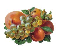 Owoce-Warzywa - sliwa1.jpg