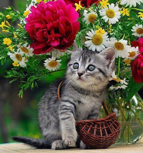 koty - słodziak w kwiatach1.jpg