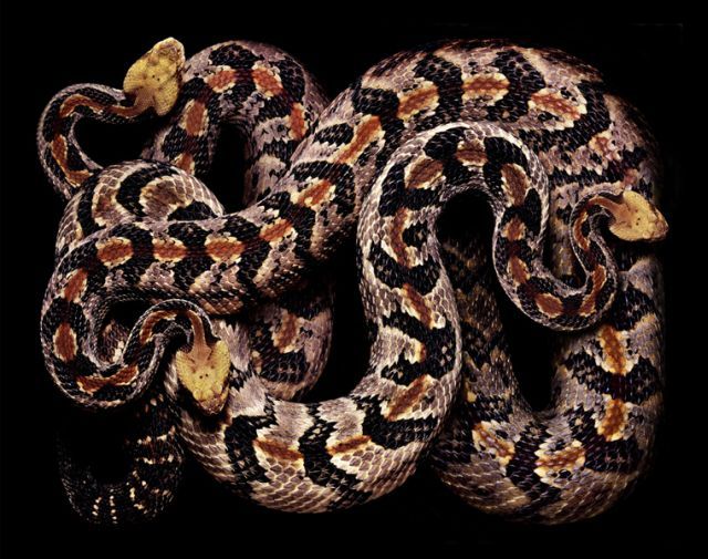 węże - snake_art_11.jpg