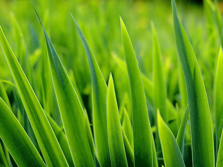 Super tapety 30 - green-grass-leaves-wallpapers_12498_1600x1200.jpg