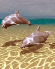 Delfiny i Ryby1 - dolphins_rqihz6ur.gif