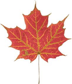 jesień - czerwony liść.gif