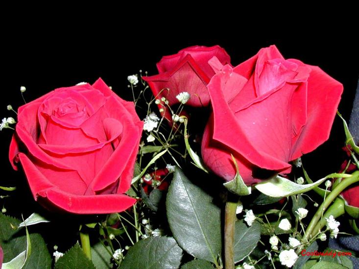 róże - love_flower-1024-23.jpg