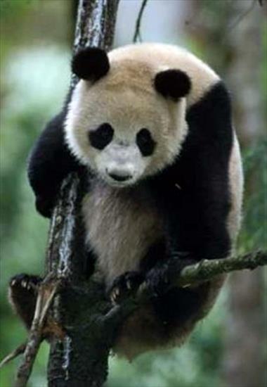 PANDA - panda-large.jpg