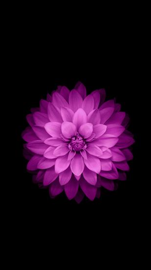 na komórkę - Apple-iPhone-6-Plus-Wallpaper-Purple-Lotus-Flower-500x888.jpg
