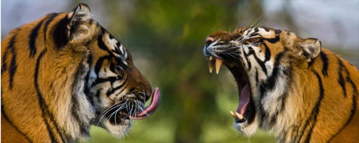 ptaki i ssaki - tigers-sml.jpg