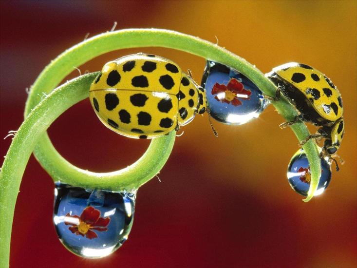 Owady i robaczki - Yellow_Ladybird.jpg