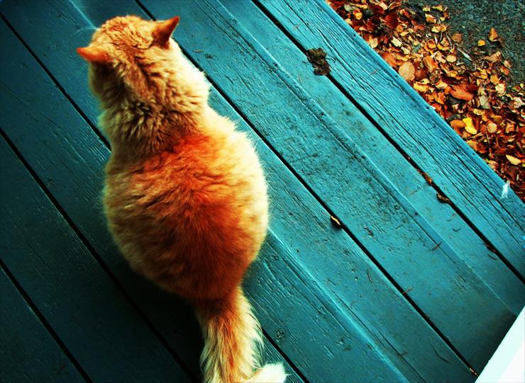 Koty - ___pumpkin_autumn_cat____by_candlewix-d34kuxu.jpg