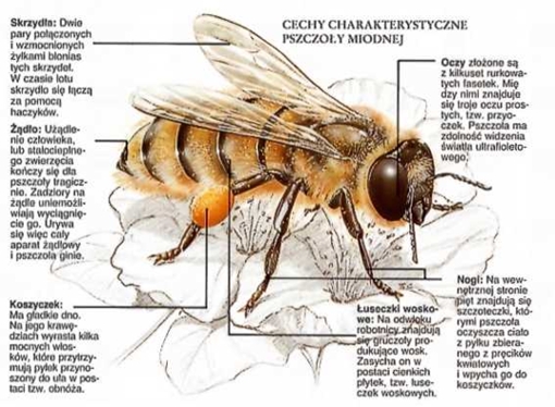 edukacja środowiskowa - pszczola3.jpg
