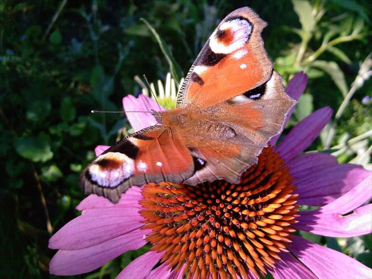 Motyle na kwiatach - M 47.jpg