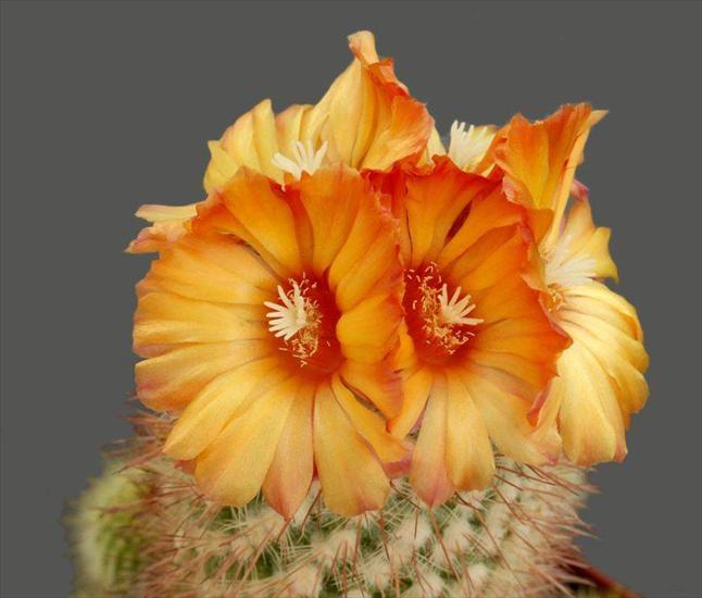 kaktusy - Imagen30.jpg