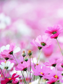 Nature - Flowers.jpg