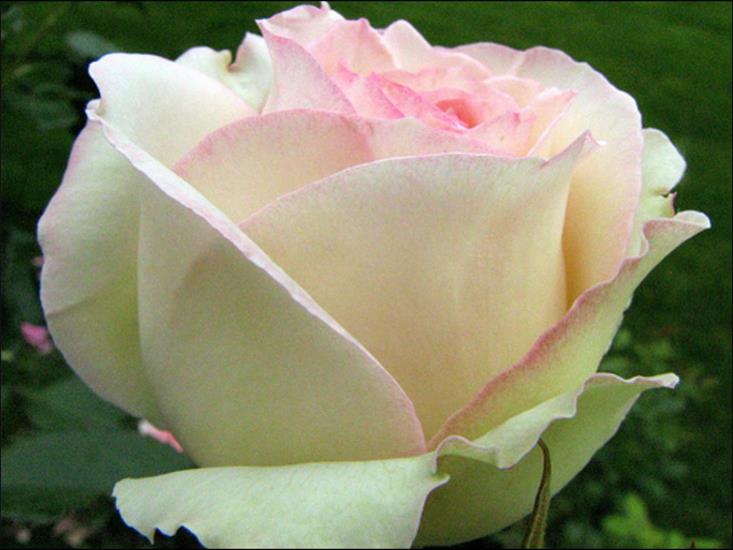białe róże - roze2 100.jpg