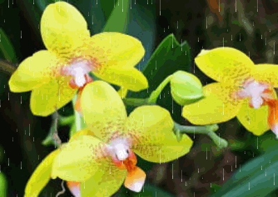  Kwiaty w deszczu 0050 - deszcz.0047.gif