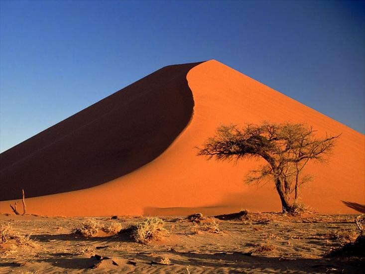 Namibia - Sand_Dunes_and_Acacia_Tree_Namib_Desert_Namibia.jpg