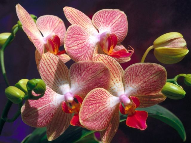 Storczyki - orchidea37.jpg