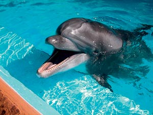 Delfiny - delfiny08d.jpg