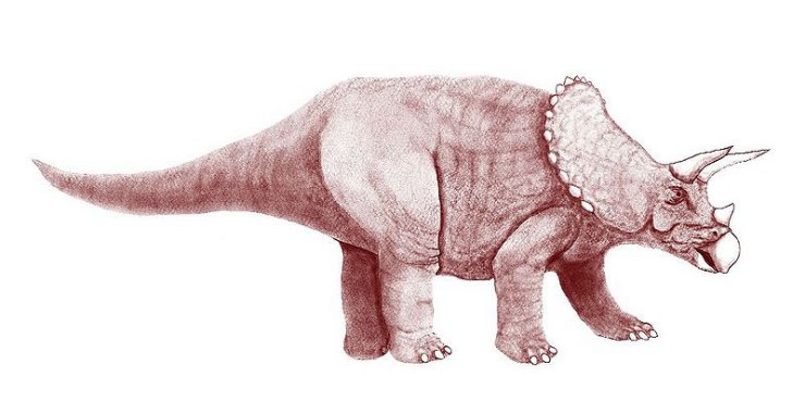 t - 800px-Triceratops3.jpg
