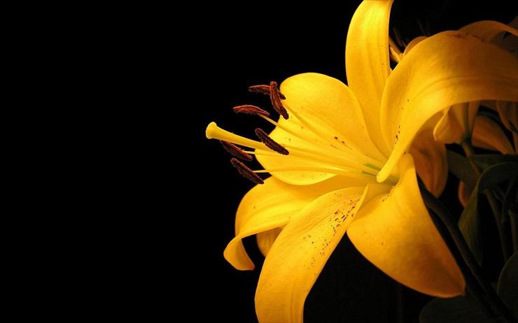 różne - Yellow Orchid.jpg