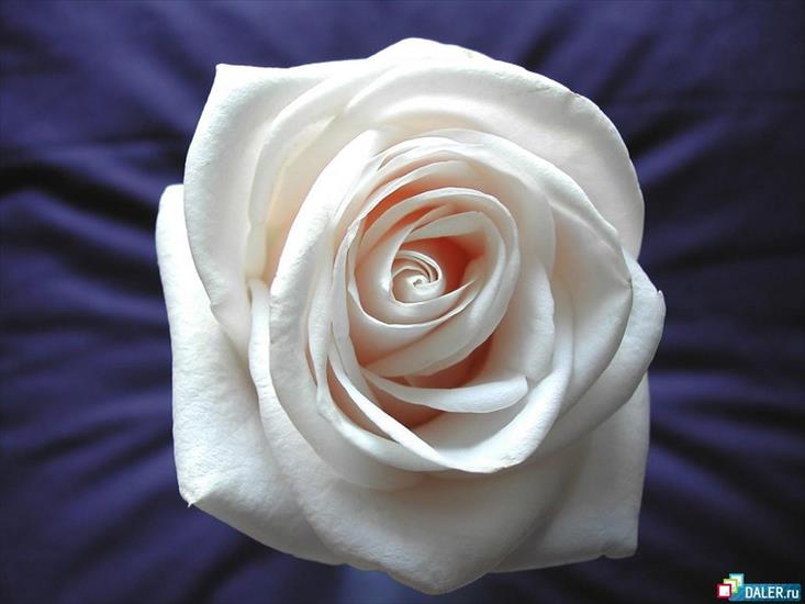 róże - Roses_25.jpg
