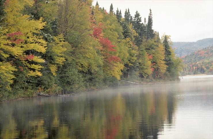 Water - jesień, las i woda.jpg