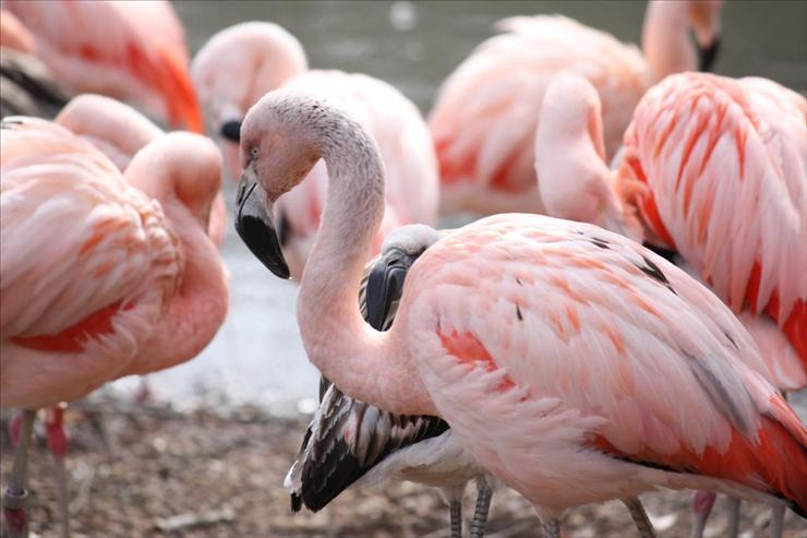 Flamingi - Flaming_chilijski_Chilean_Flamingo_12.jpg