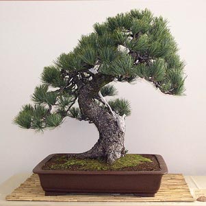 Galeria - pinus-cembra-bonsai.jpg