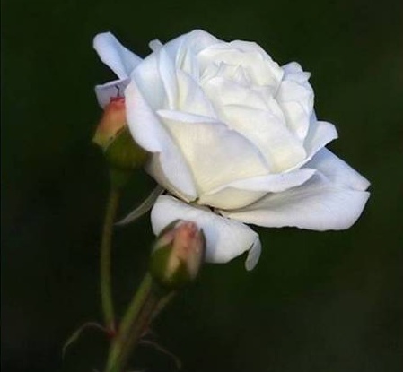 białe róże - 64504808_1285487316_7-crop.jpg