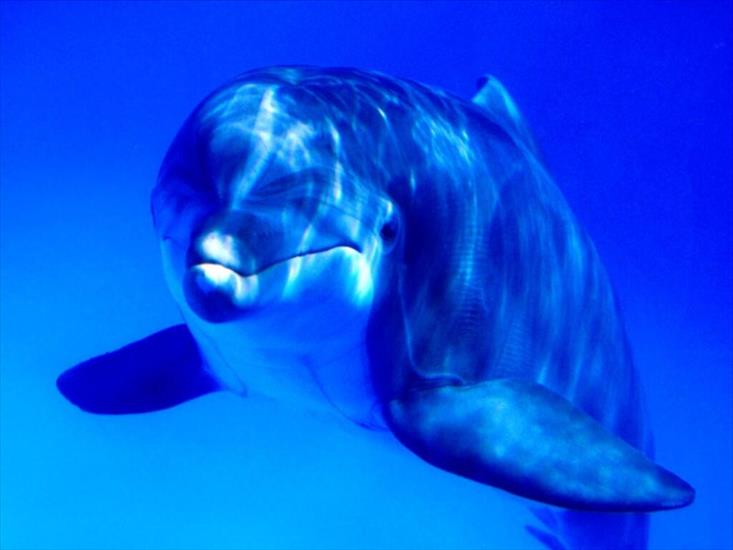 Różne - delfin.2p.jpg